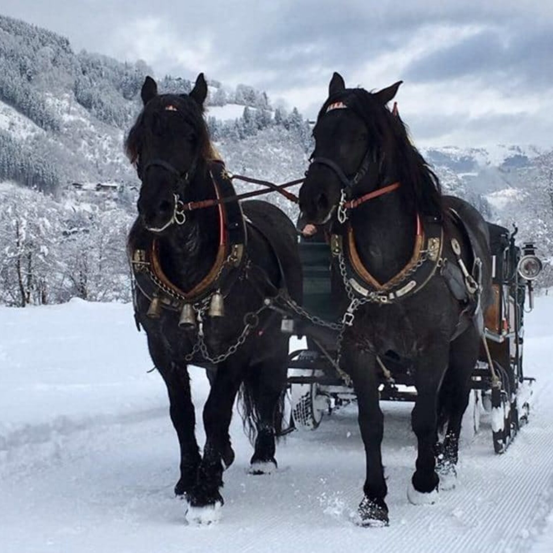 horse-drawn sleigh ride on a winter holiday in Kaprun